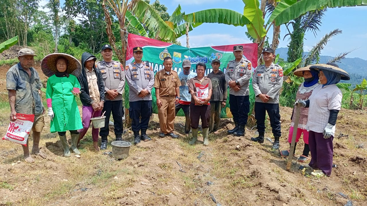 Dukung Ketahanan Pangan, Polsek Sukaresmi Bersama Poktan Tanam Bibit Jagung Hibrida