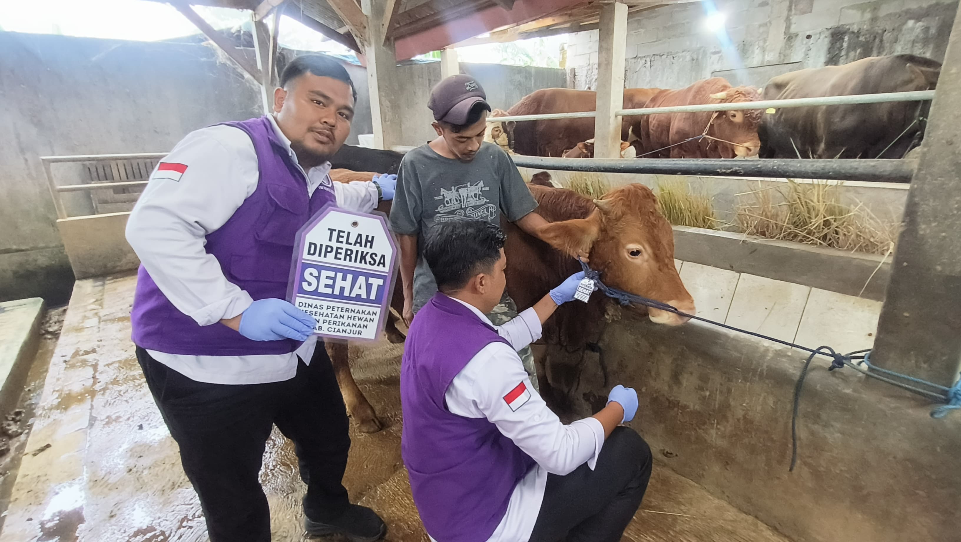 DPKHP Cianjur Turunkan Puluhan Petugas untuk Cek Daging Kurban