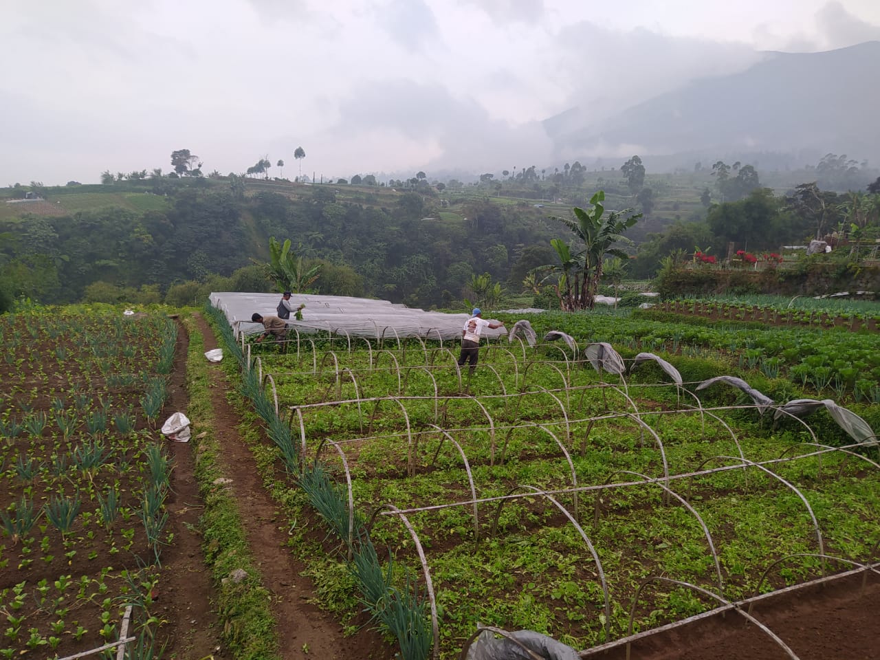 Harga Sayuran di Petani Hortikultura Naik, Stok Menipis