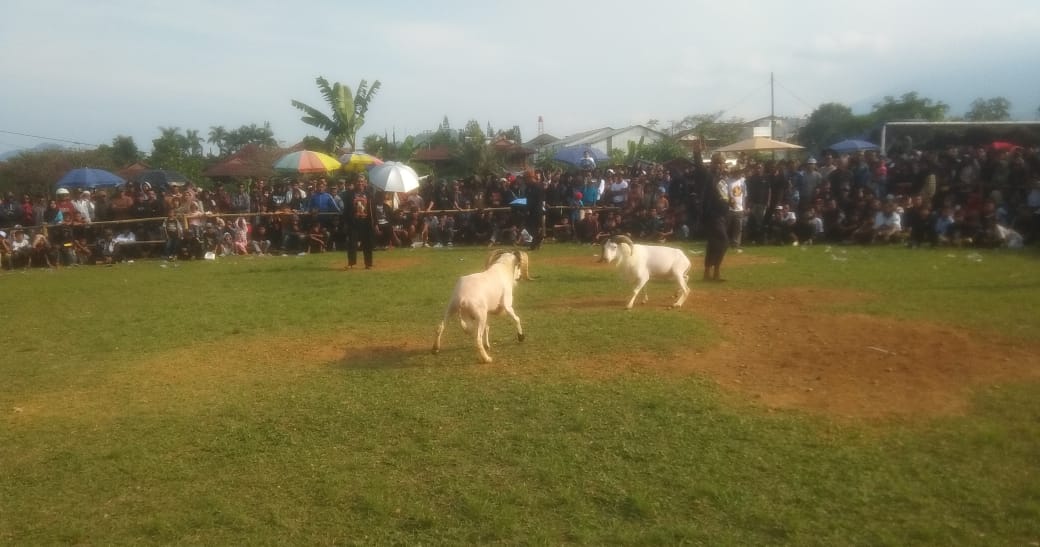Ratusan Ekor Domba Garut Adu Ketangkasan di Lapang Desa Sukanagalih Cianjur