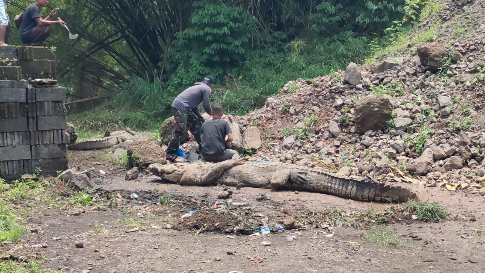 Buaya Muara Lepas dari Penangkaran di Cianjur, Delapan Ekor Berhasil Ditangkap Pawang