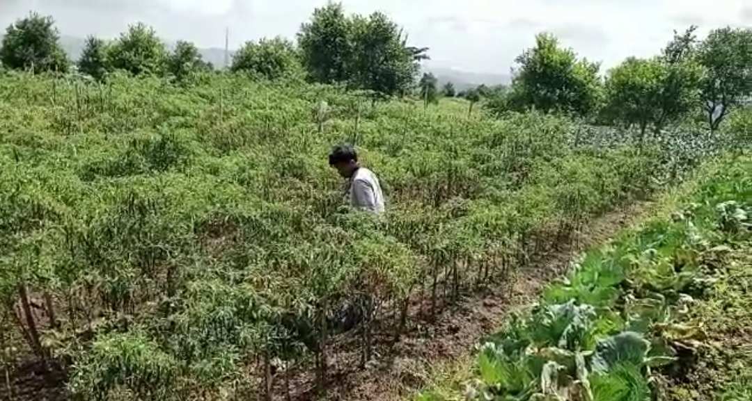 Hampir Dua Pekan Harga Cabai di Petani Berangsur Turun