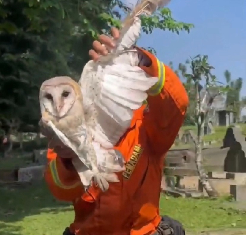 Unik! Damkar Cianjur Gunakan Layangan untuk Selamatkan Burung Hantu