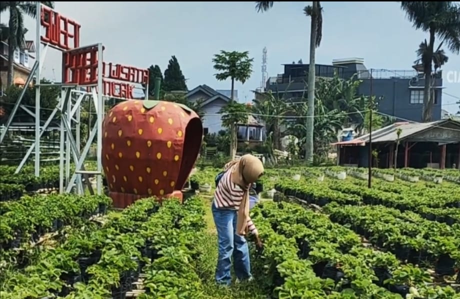 Wisata Petik Strawberry Sepuasnya Cukup di Cipanas Cianjur, Gratis Jus!