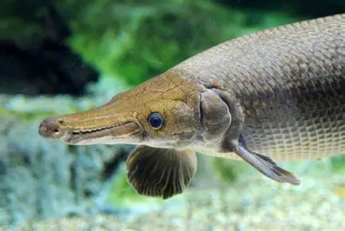 DPKHP Cianjur Gencarkan Sosialisasi Cegah Sebaran Ikan Invasif