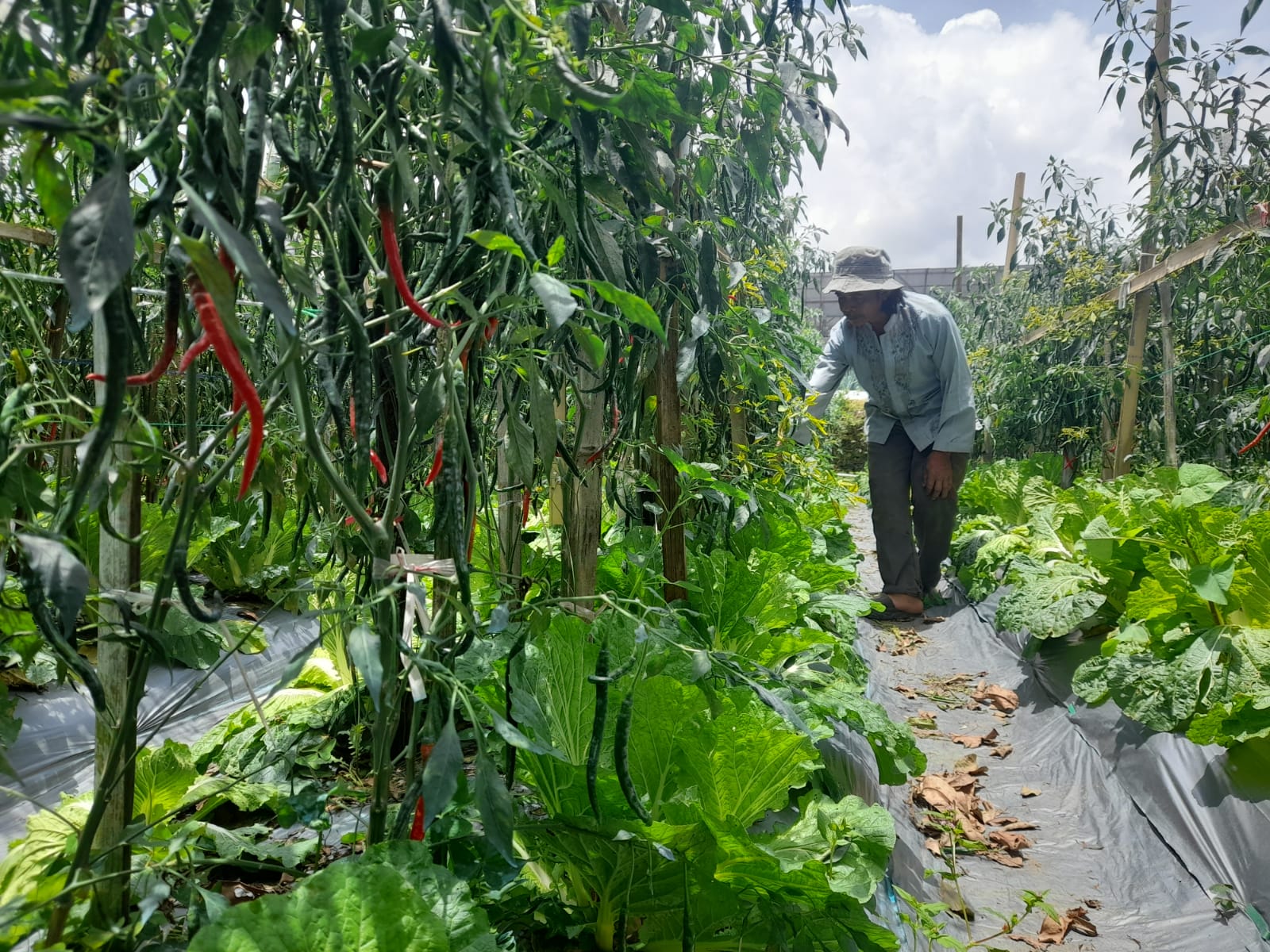  Petani Cianjur Keluhkan Rendahnya Harga Sayuran di Pasaran 