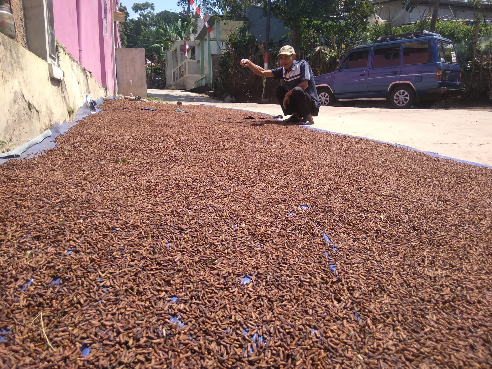 Harga Cengkeh Kering di Cugenang Cianjur Tembus Rp130 Ribu Per Kilogram