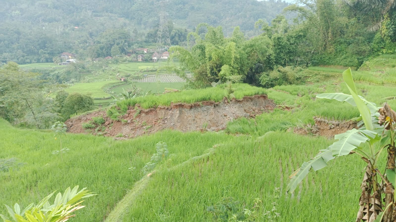 Longsor di Kecamatan Campakamulya Cianjur Rusak Sawah di Empat Desa