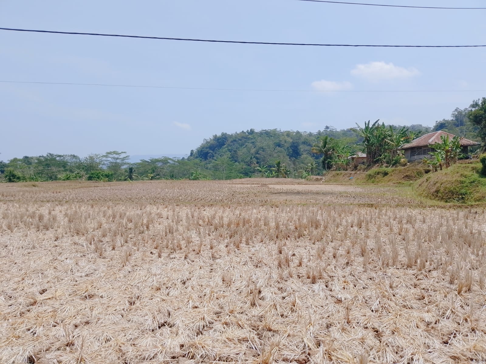 Siaga Darurat Kekeringan dan Karhutla di Cianjur Diperpanjang hingga Akhir Oktober