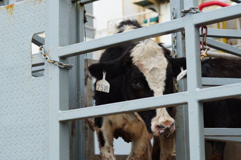 Kementan: 1.573 Sapi Perah Impor Tiba di RI Guna Perkuat Susu Nasional