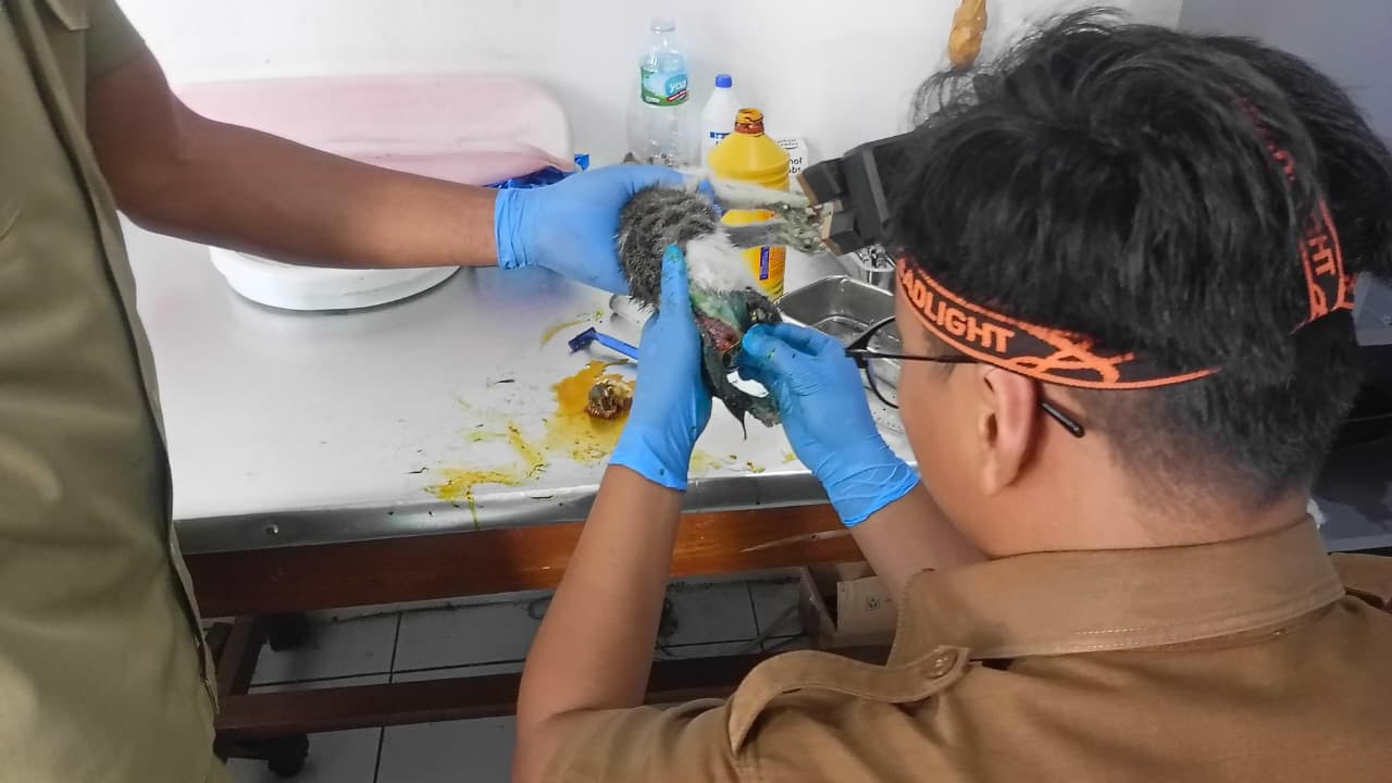 DPKHP Cianjur Buka Layanan Kesehatan Hewan Gratis