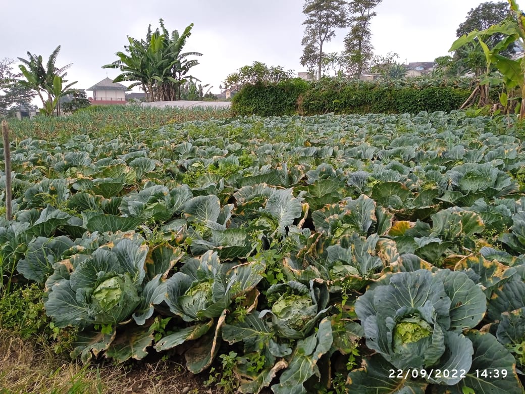 Harga Sayuran di Cianjur Tak Kunjung Membaik, Petani: Mau Sampai Kapan