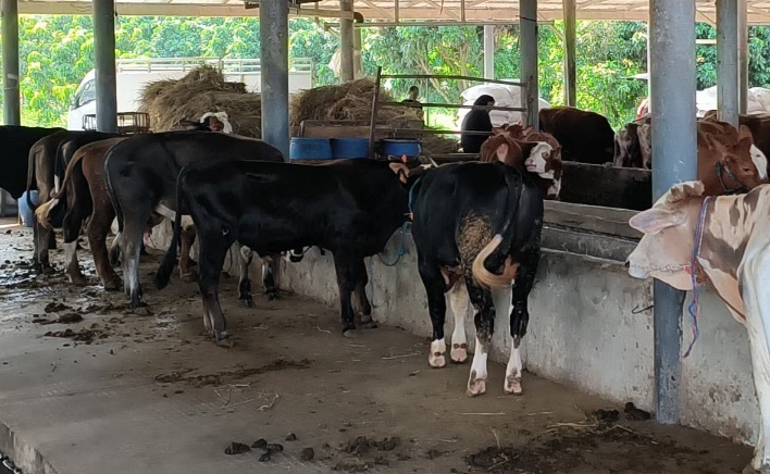 DPKHP Cianjur Pastikan Stok Hewan Kurban Aman