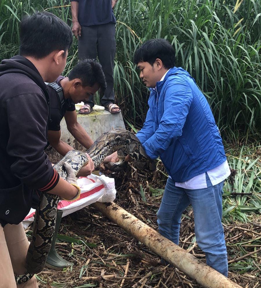 Di Cianjur, Karyawan Pabrik Temukan Ular Sanca Sepanjang 4 Meter