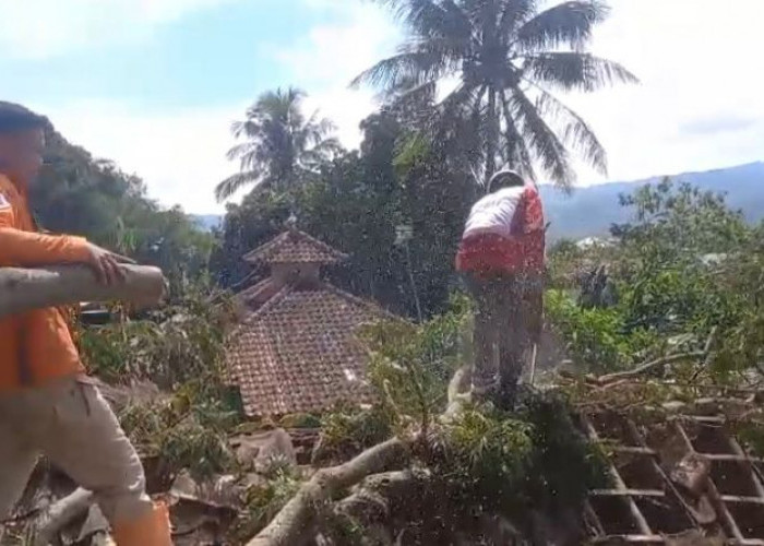 Pohon Tumbang Timpa Dua Rumah di Cibeber Cianjur