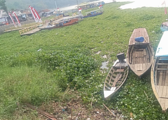 Eceng Gondok dan Sampah Ancam Wisata serta Budidaya Ikan di Waduk Jangari