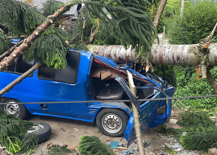 Pohon Tumbang Timpa Angkot di Cugenang Cianjur, Sopir Alami Luka Ringan