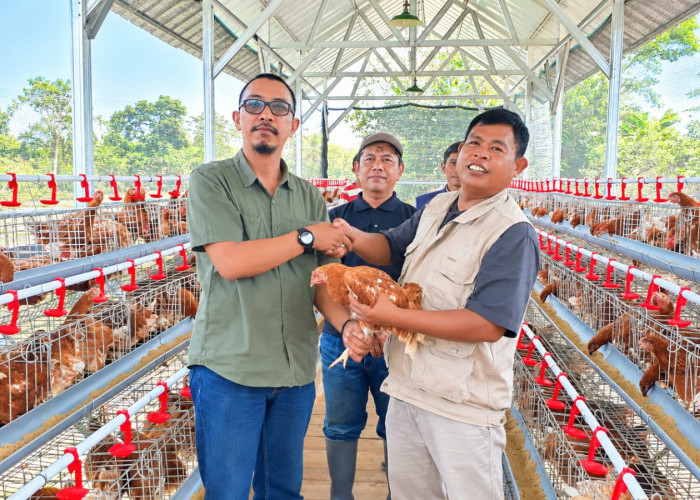 Dapat Bantuan 600 Ayam Petelur, IJTI Cianjur Mulai Garap Usaha Peternakan