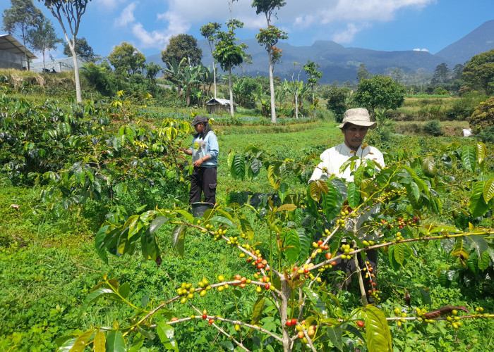 Manfaatkan Lahan di Lereng Gunung, Petani Cianjur Kembangkan Kopi Arabika Berkualitas