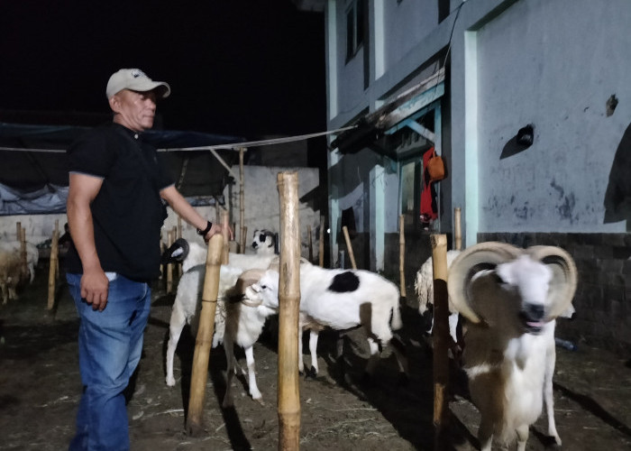 Penjualan Domba di Pasar Hewan Cikaret Cianjur Tembus 50 Ekor per Hari