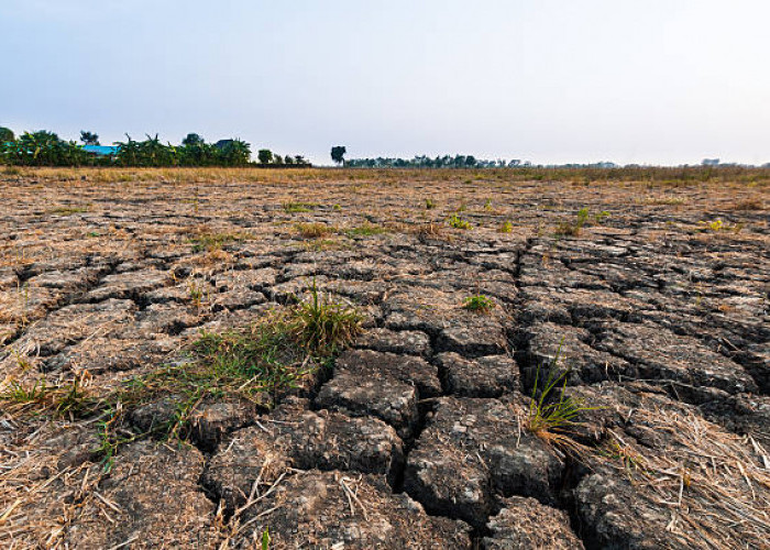 Pemkab Cianjur Siapkan Irigasi dan Sarana Pertanian, Antisipasi Hadapi Musim Kemarau
