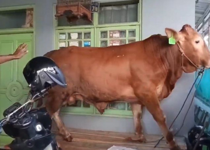 Sapi Kurban Mengamuk dan Masuk Rumah Warga di Cianjur, Suasana Sempat Panik