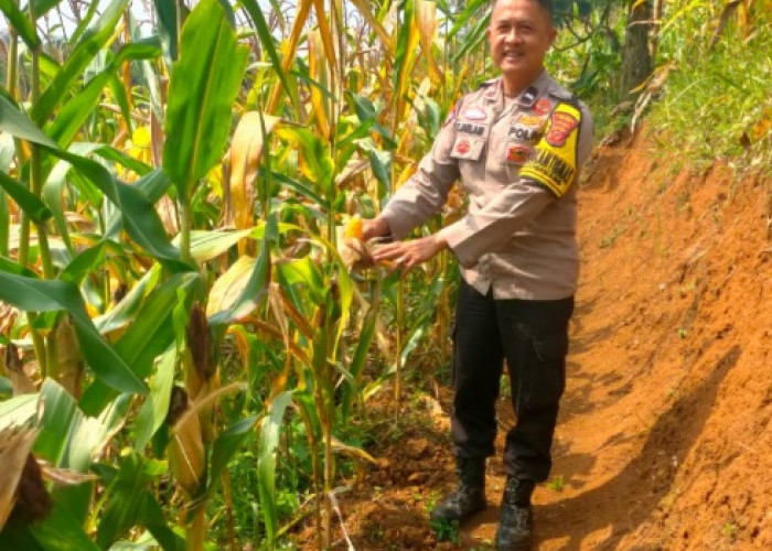 Polsek Cugenang Cianjur Pastikan Program Jagung Hibrida Berjalan Sesuai Target