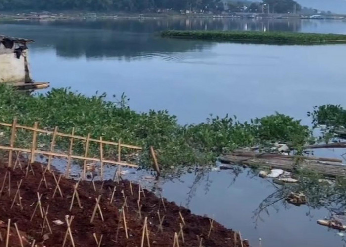 Air Waduk Cirata Menyusut, Petani Ikan Cianjur Merugi hingga Rp60 Juta