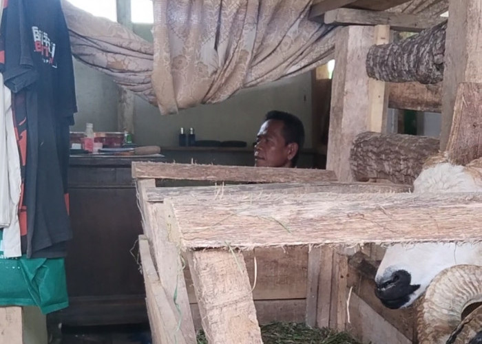 Tiga Tahun Tinggal di Kandang Domba, Ayi Berharap Punya Rumah Layak