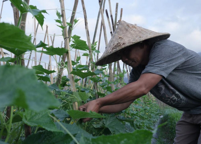 Mengenal Desa Angseri, Desa BRILiaN dengan Tata Kelola Terbaik