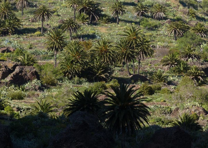 Pemkab Cianjur Mulai Sosialisasikan Larangan Perluasan Lahan Kelapa Sawit
