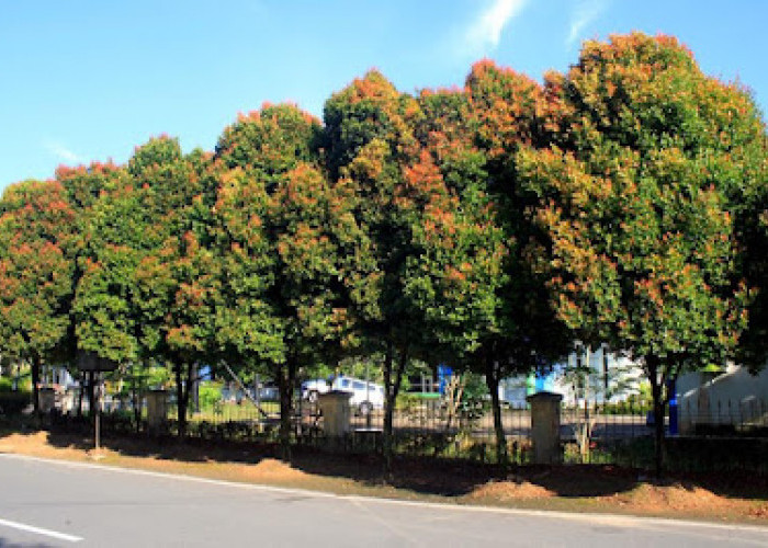 Lima Pohon Peneduh yang Dapat Ditanam di Halaman Rumah  