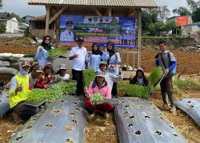 Sukses, BUMDes Jaya Abadi Ciherang Cianjur Panen Kol Hingga 10 Ton