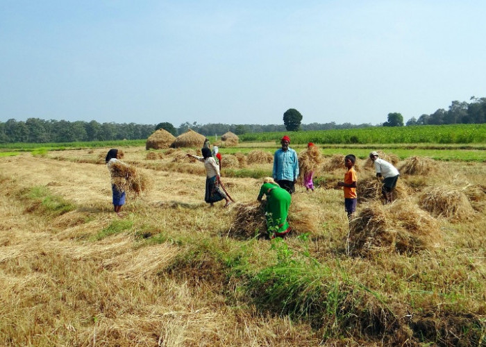 Produksi Padi Cianjur Tembus 765 Ribu Ton, Surplus Beras 271 Ribu Ton