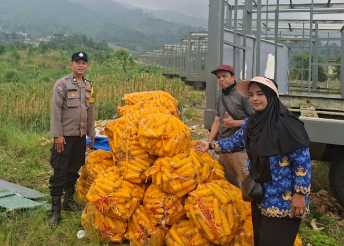 Sinergi Polri dan Petani, Polsek Pacet Cianjur Sukses Panen 1,5 Ton Jagung Hibrida 