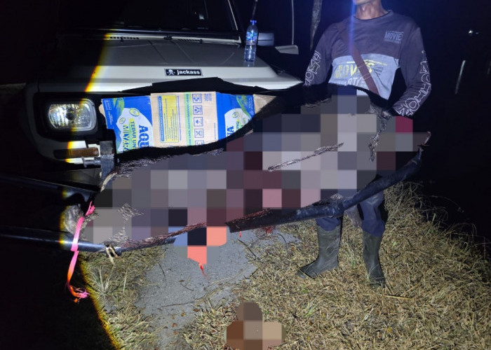 Babi Hutan Penyerang Empat Warga di Cianjur Berhasil Ditangkap dan Dilumpuhkan