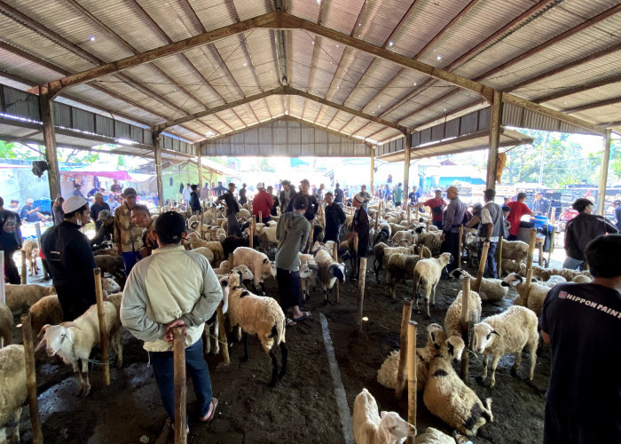 Tiga Pekan Jelang Idul Adha, Penjualan Hewan Kurban di Cianjur Mulai Meningkat