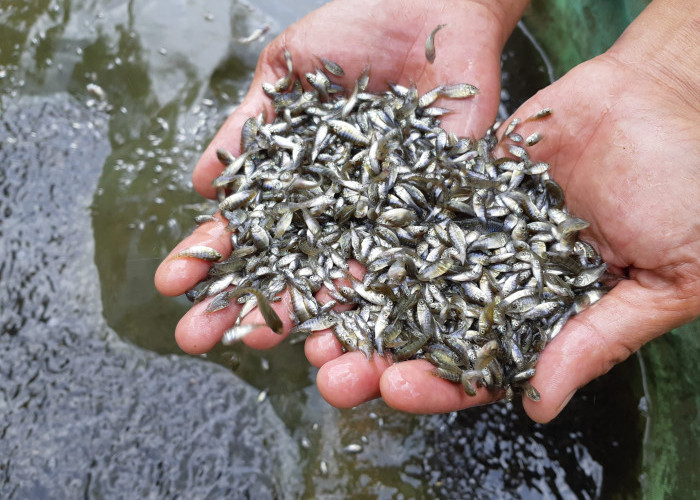 DPKHP Cianjur Salurkan Bantuan 95 Ribu Benih Ikan Kepada Kelompok Masyarakat