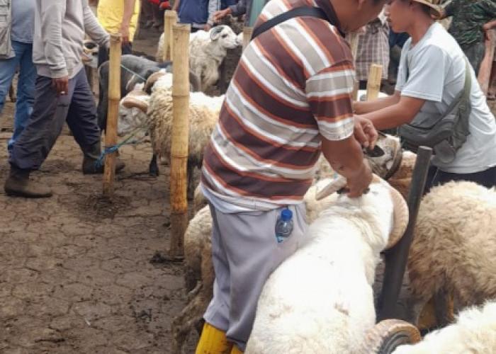 Pasar Hewan Cianjur Mulai Dipadati Konsumen Jelang Iduladha