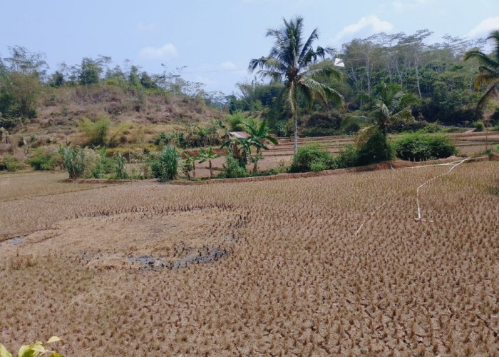 Ratusan Hektare Sawah Mengering di Takokak Cianjur, Puluhan Keluarga Terpaksa Merantau