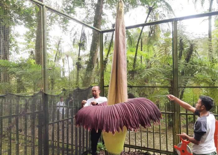 Momen Langka, Bungai Bangkai Raksasa Koleksi  Kebun Raya Cibodas Mekar Sempurna, Tingginya 3,1 Meter