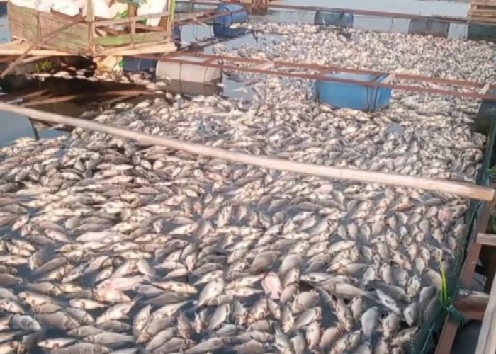 Ribuan Ikan di KJA Waduk Jangari Mati, Petani Cianjur Rugi Miliaran Rupiah