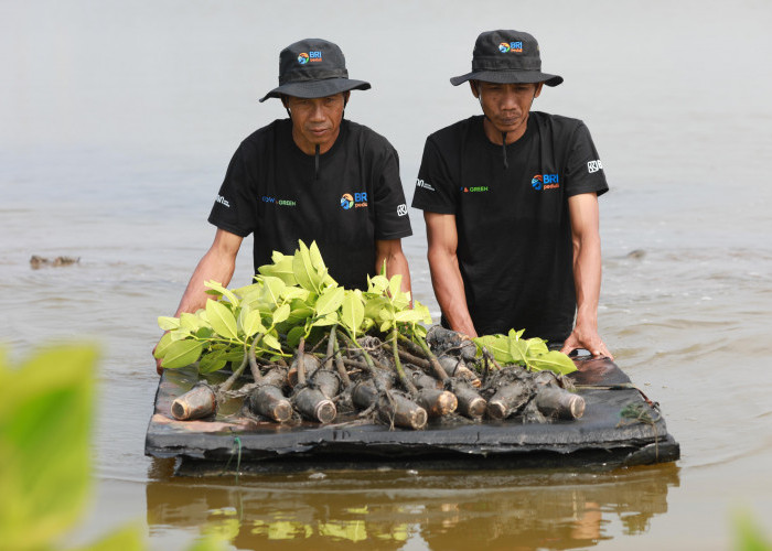 Upaya Nyata Selamatkan Lahan Kritis, BRI Salurkan Ribuan Bibit Mangrove Kelompok Tani di Muaragembong