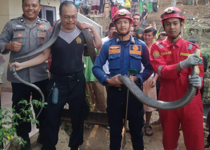 Petugas Damkar Cikalongkulon Cianjur Evakuasi Ular King Kobra Sepanjang Empat Meter