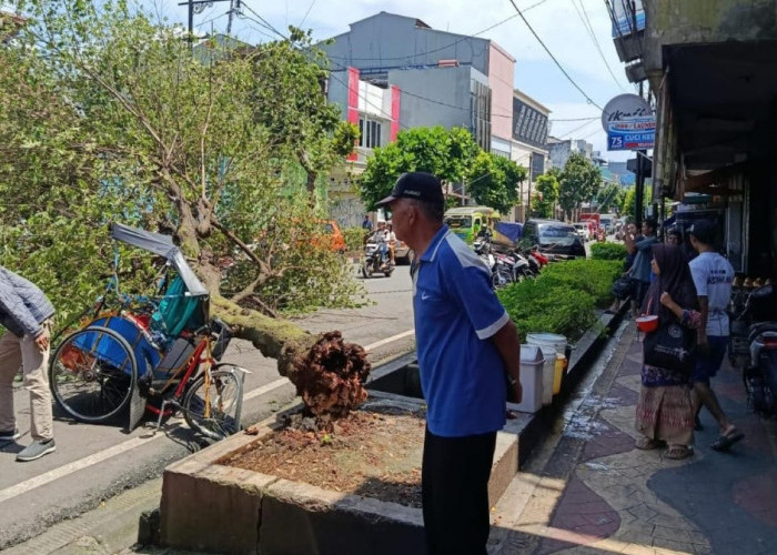 Pohon Tumbang Timpa Becak dan Sepeda Motor di Solokpandan Cianjur
