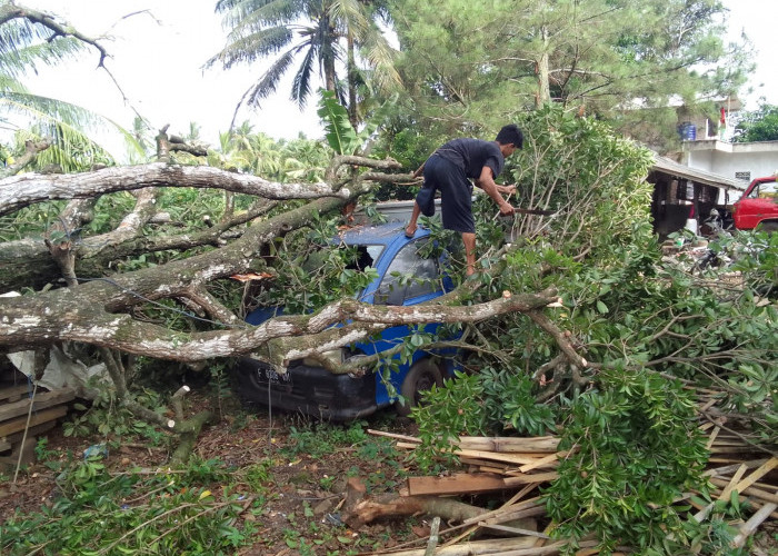 Akibat Angin Kencang, Pohon Tumbang Timpa Mobil di Sukaluyu Cianjur