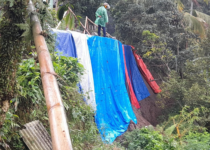 Cegah Meluas, Pemdes Cibanteng Cianjur Tanam Pohon Keras di Lokasi Pergerakan Tanah 