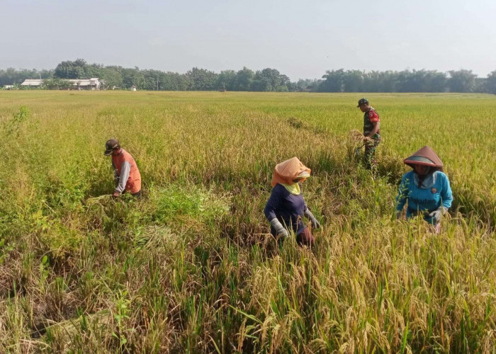 Pemprov Jabar Optimis Produksi Padi 2026 Meningkat Meski Terjadi Banjir