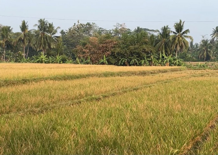 DTPHP Cianjur Perkuat Mitigasi untuk Tekan Dampak Kekeringan