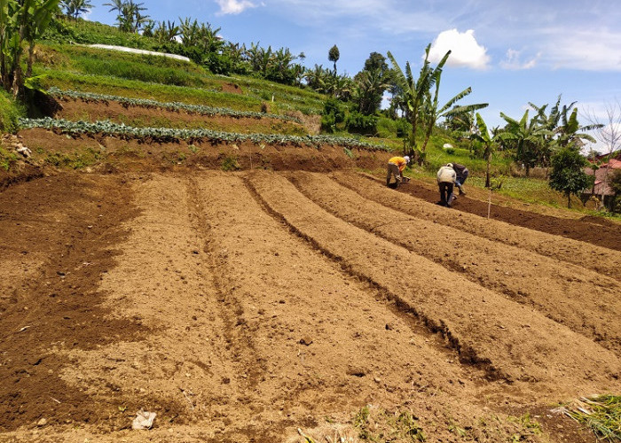 Warga di Pacet Cianjur Kembali Aktivitas di Kebun Pascagempa